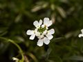 Iberis sempervirens-1 Ubiorek wieczniezielony